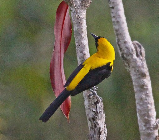 Photo (4): Yellow-backed Oriole