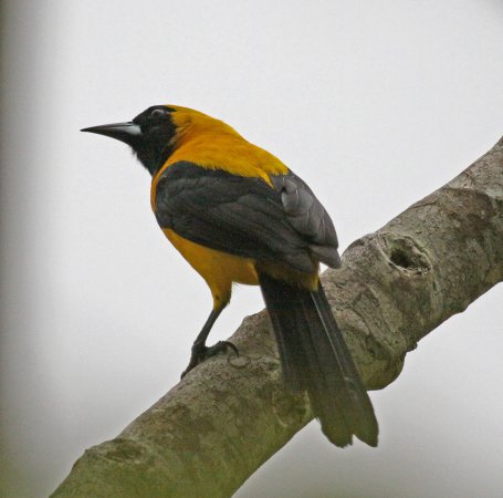 Photo (3): Yellow-backed Oriole