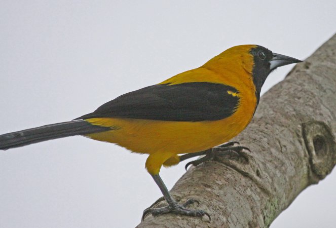 Photo (2): Yellow-backed Oriole