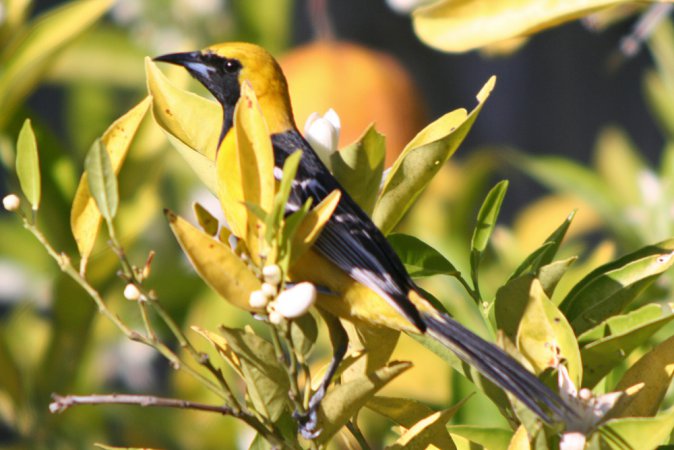 Photo (18): Hooded Oriole