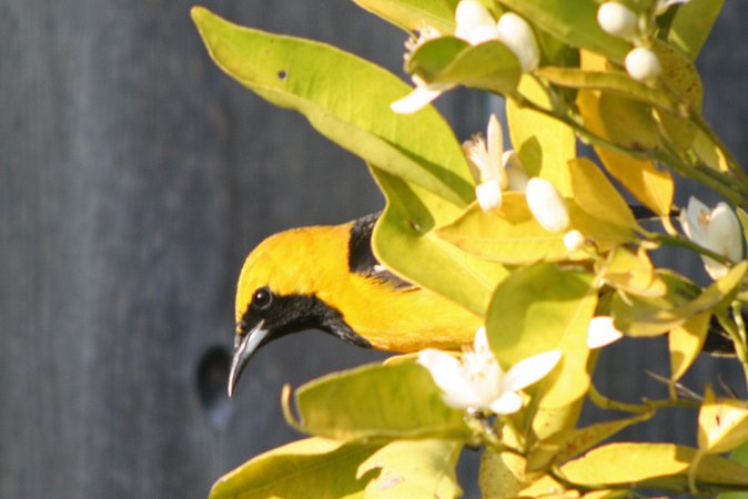Photo (19): Hooded Oriole