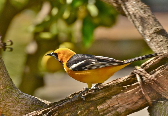 Photo (24): Hooded Oriole