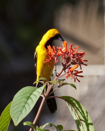 Photo (25): Hooded Oriole