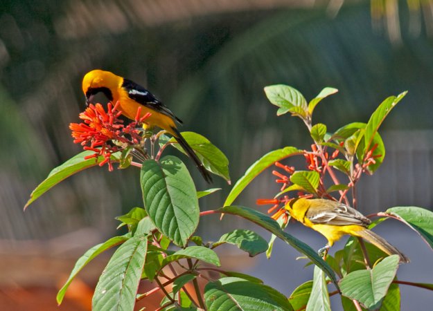 Photo (6): Hooded Oriole