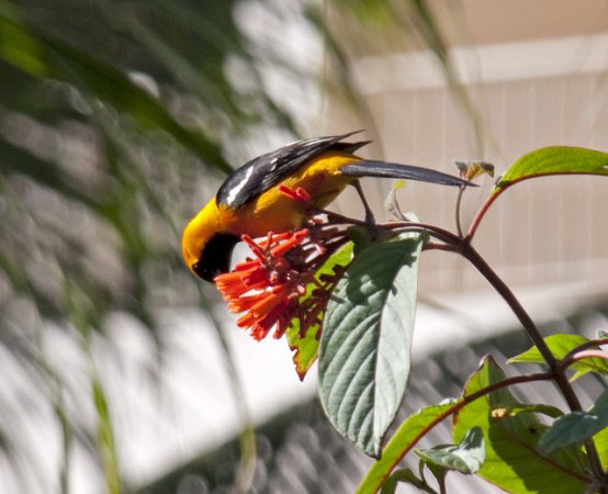 Photo (22): Hooded Oriole