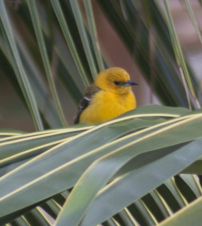 Photo (12): Hooded Oriole