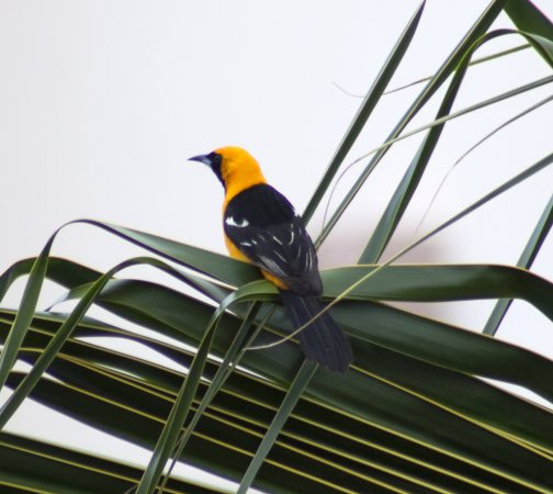 Photo (20): Hooded Oriole