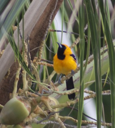 Photo (23): Hooded Oriole
