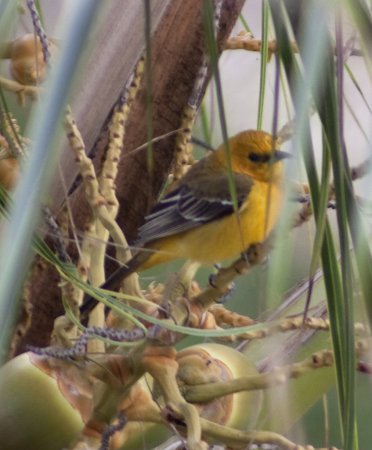 Photo (5): Hooded Oriole