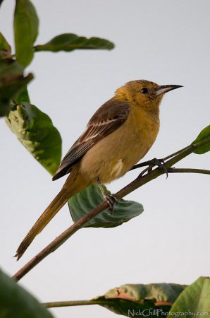 Photo (2): Hooded Oriole