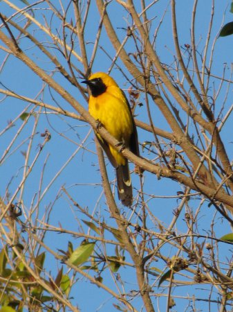 Photo (21): Hooded Oriole