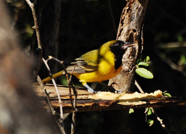 Photo (11): Audubon's Oriole