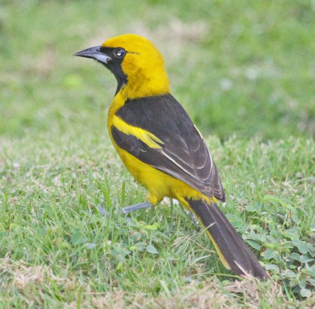 Photo (5): Yellow-tailed Oriole