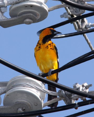Photo (3): Spot-breasted Oriole