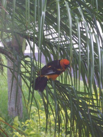 Photo (8): Spot-breasted Oriole