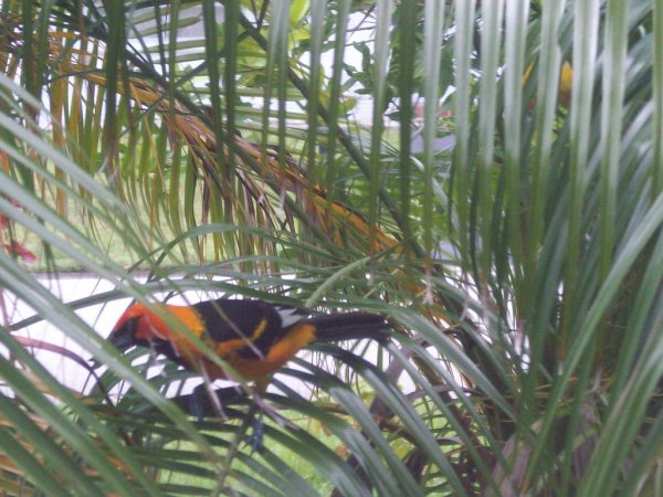 Photo (11): Spot-breasted Oriole