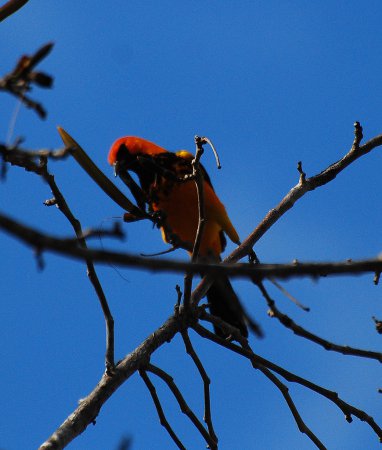 Photo (6): Spot-breasted Oriole