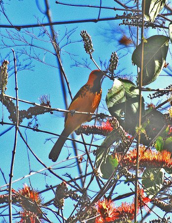 Photo (12): Spot-breasted Oriole