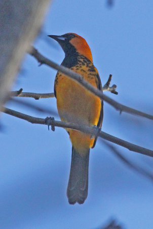 Photo (10): Spot-breasted Oriole
