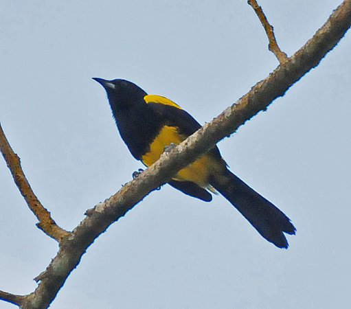 Photo (6): Black-cowled Oriole