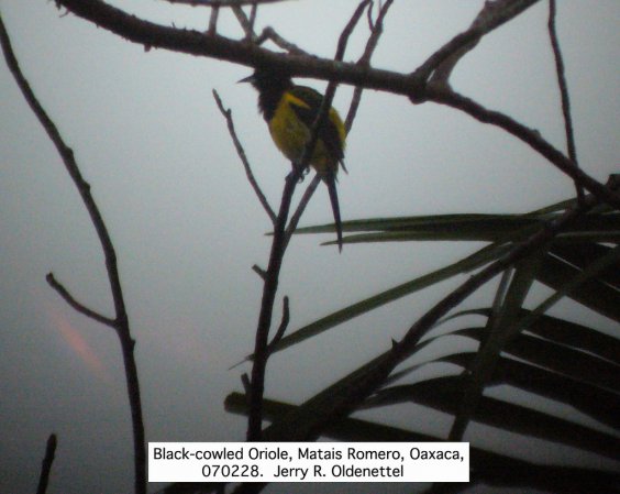Photo (7): Black-cowled Oriole