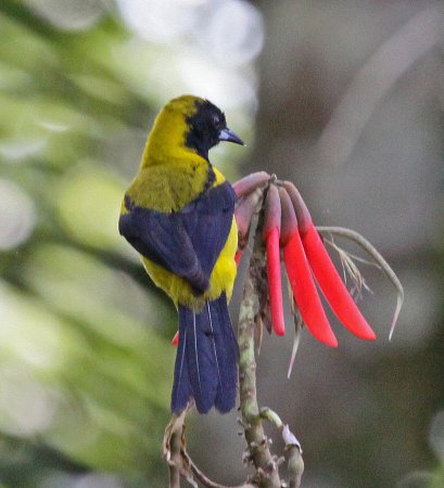 Photo (5): Black-cowled Oriole