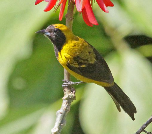 Photo (3): Black-cowled Oriole