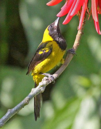 Photo (4): Black-cowled Oriole