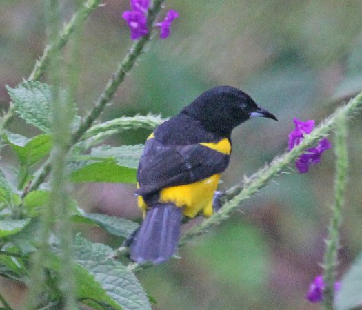 Photo (2): Black-cowled Oriole
