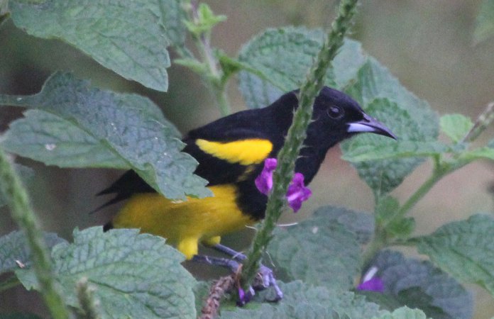Photo (1): Black-cowled Oriole