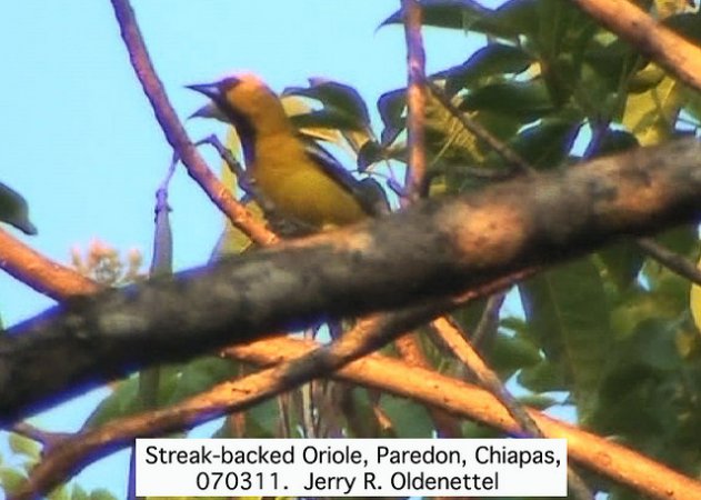 Photo (2): Streak-backed Oriole