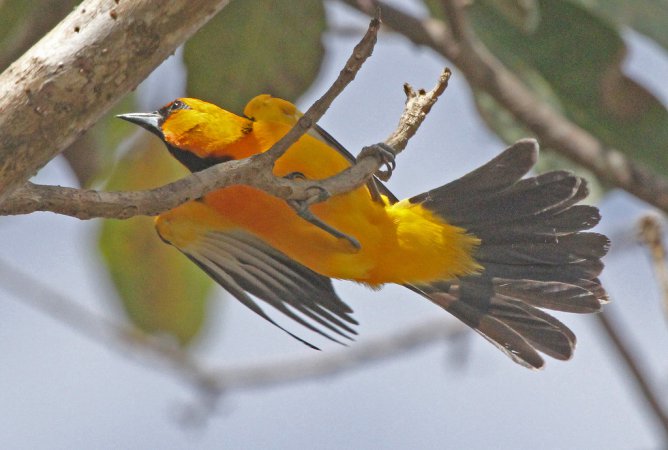 Photo (5): Streak-backed Oriole