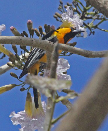 Photo (6): Streak-backed Oriole