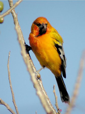 Photo (4): Streak-backed Oriole