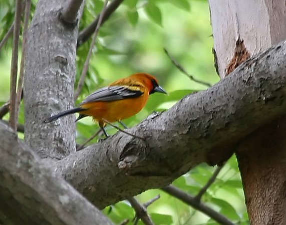 Photo (7): Streak-backed Oriole