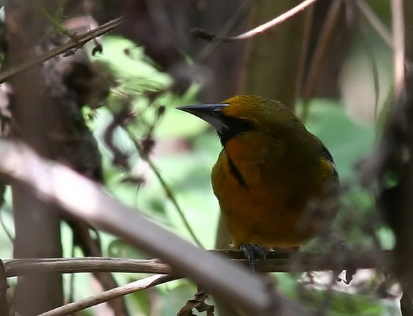 Photo (3): Streak-backed Oriole