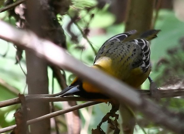 Photo (8): Streak-backed Oriole