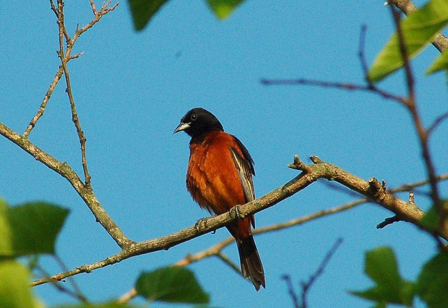 Photo (10): Orchard Oriole