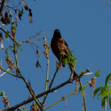 Photo (13): Orchard Oriole