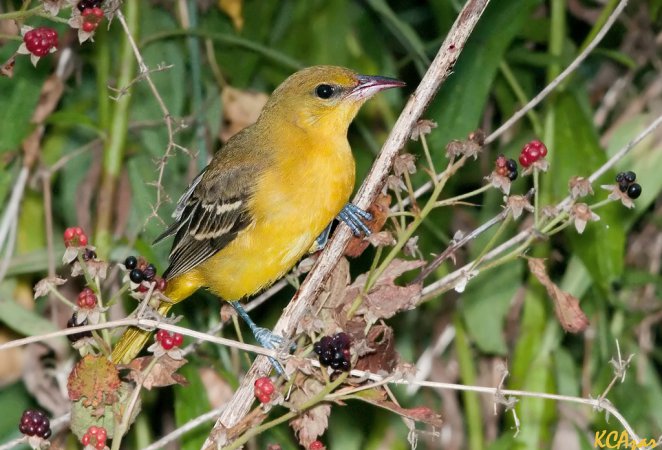 Photo (6): Orchard Oriole