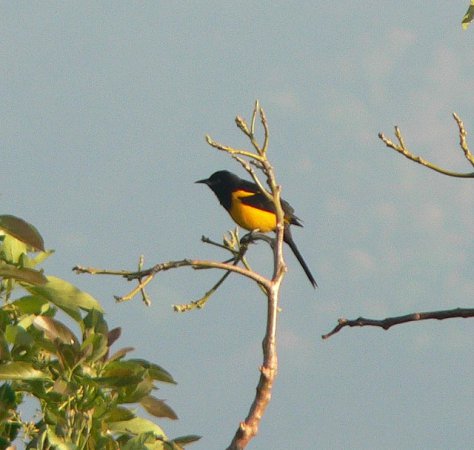 Photo (7): Black-vented Oriole