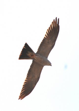 Photo (5): Mississippi Kite