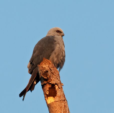 Photo (1): Plumbeous Kite