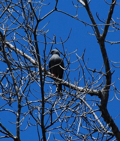 Photo (6): Plumbeous Kite