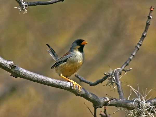 Photo (1): Buff-bridled Inca-Finch