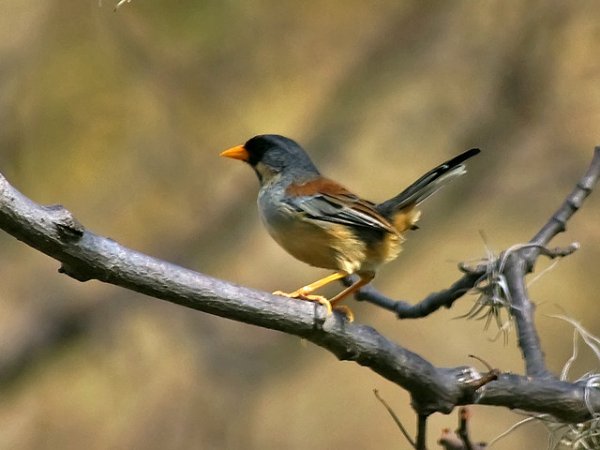 Photo (2): Buff-bridled Inca-Finch