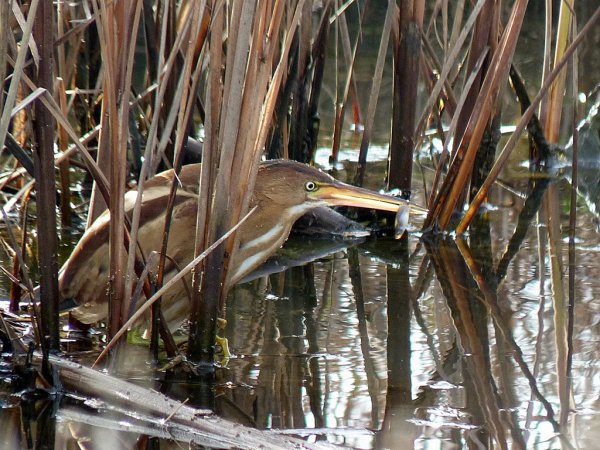 Photo (4): Least Bittern