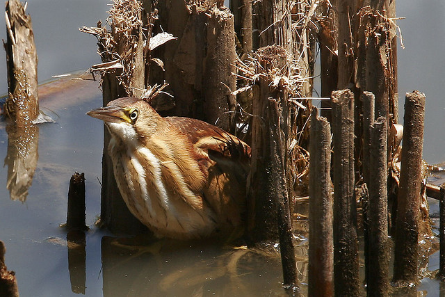 Photo (6): Least Bittern