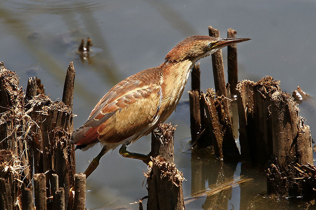 Photo (8): Least Bittern