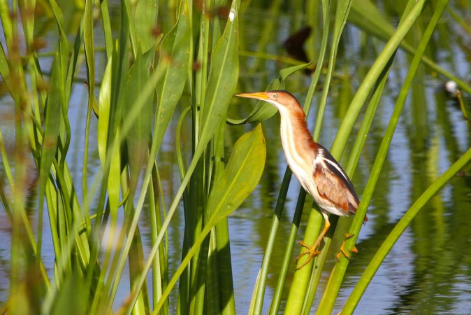 Photo (5): Least Bittern